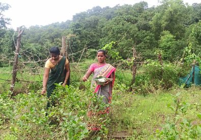 Tansa Valley Farmers